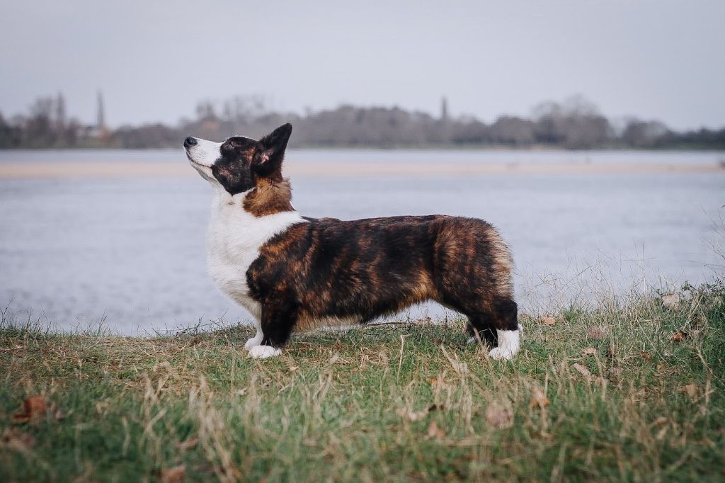 dom corgi Aria di mare