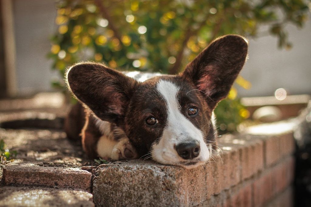 dom corgi Aria di mare