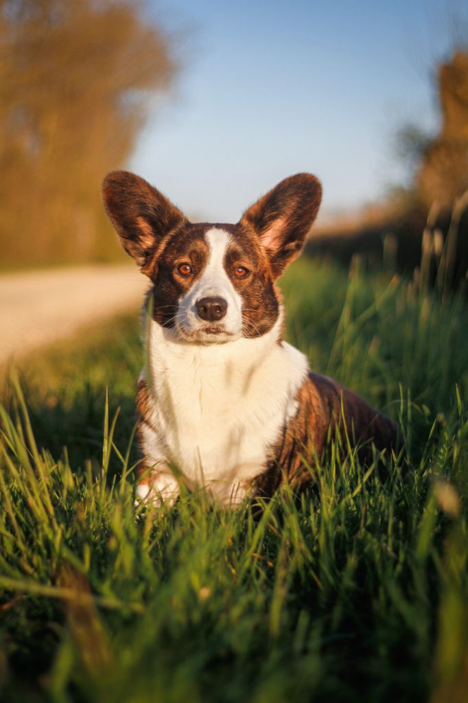 dom corgi Aria di mare