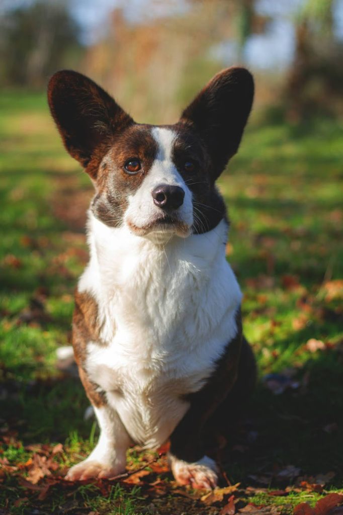 dom corgi Aria di mare