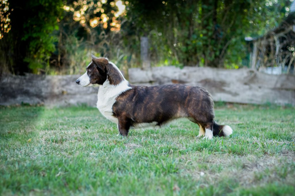 dom corgi Aria di mare