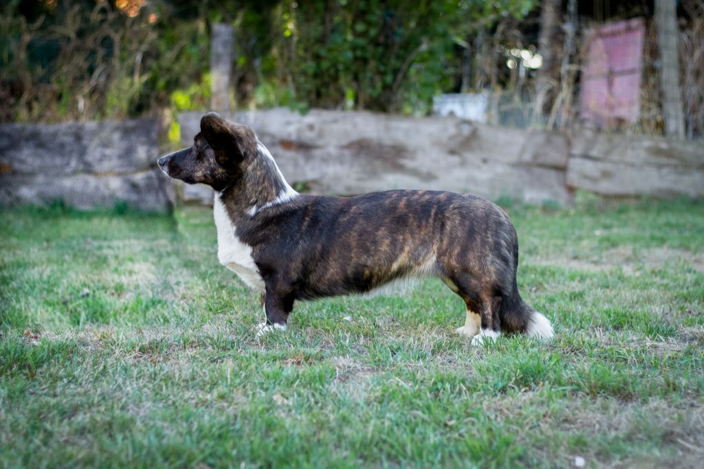 Vakuna De La Légende D'Indiana