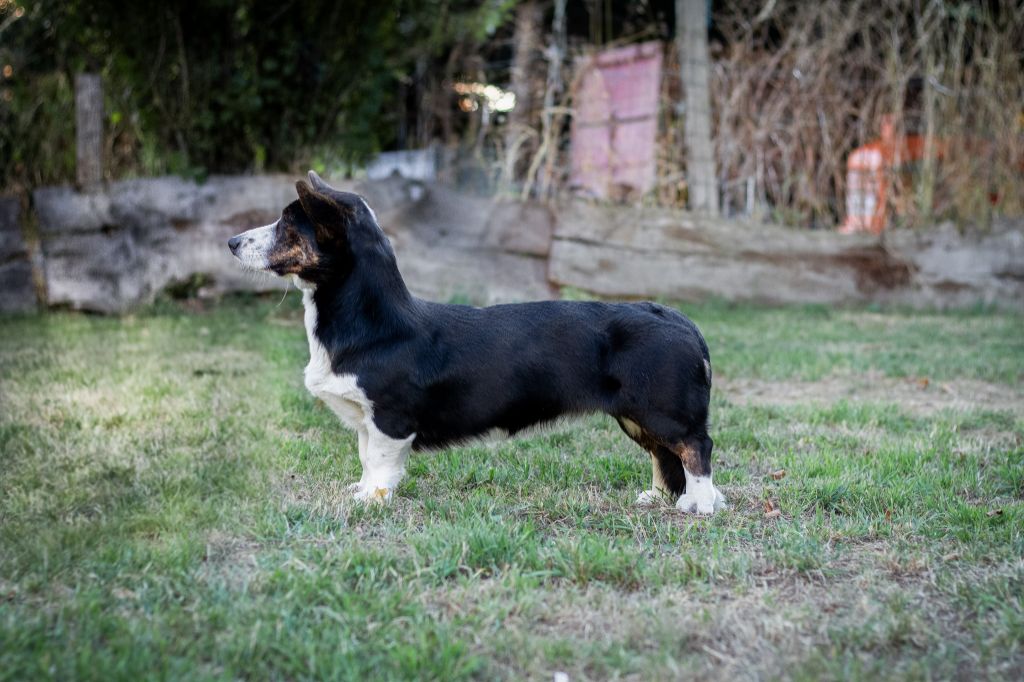 Venus De La Légende D'Indiana