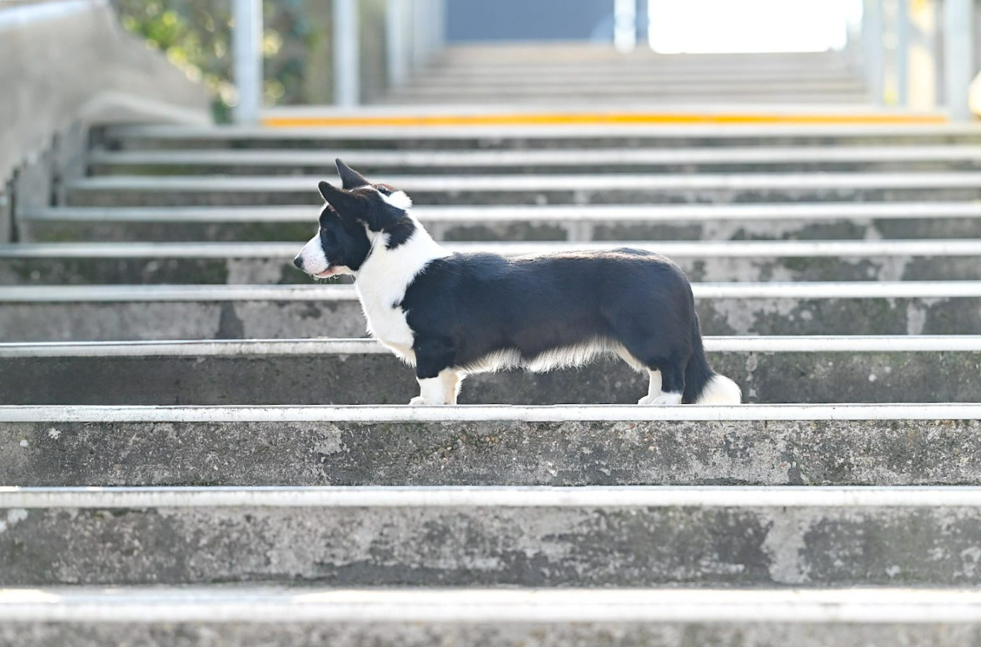 Amba De La Légende De Jupiter