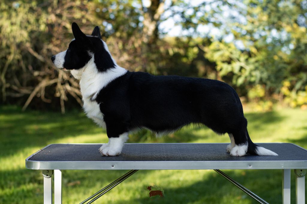 Amba De La Légende De Jupiter