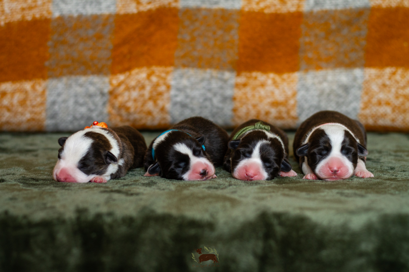 Prochains chiots