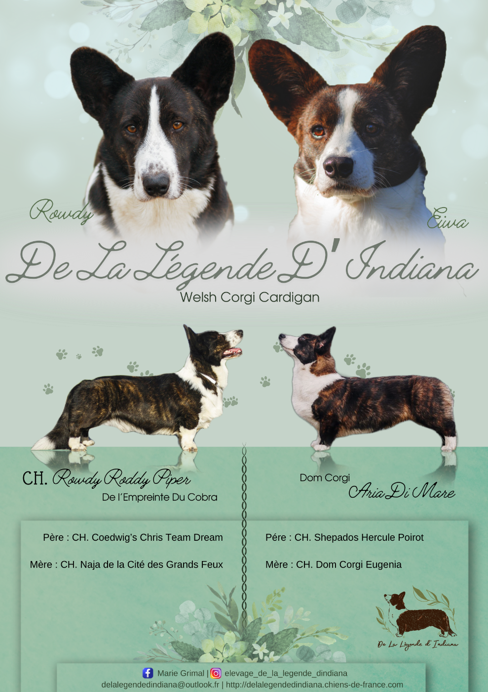 De La Légende D'Indiana - Welsh Corgi Cardigan - Portée née le 07/02/2024