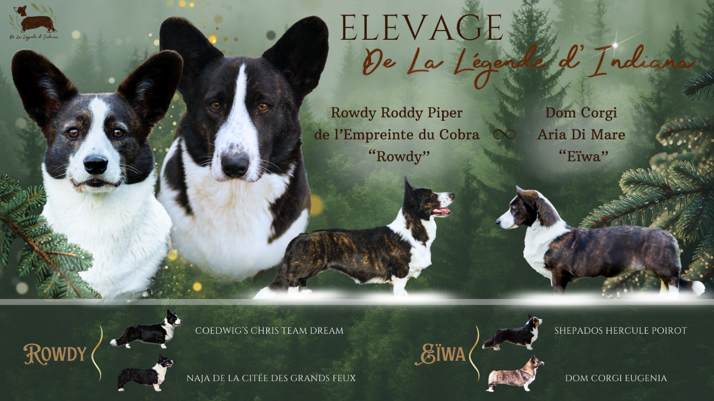 Chiot Welsh Corgi Cardigan De La Légende D'Indiana