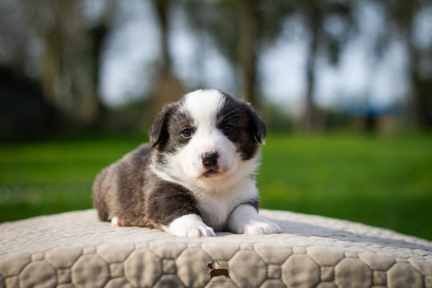 De La Légende D'Indiana - Chiots disponibles - Welsh Corgi Cardigan