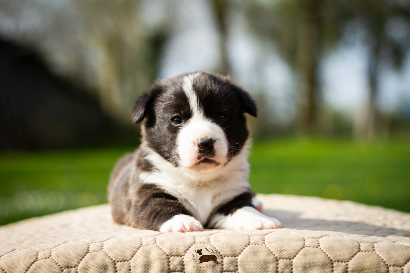 De La Légende D'Indiana - Chiots disponibles - Welsh Corgi Cardigan